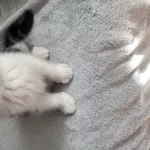 Шотландские котята Scottish Fold/Straight