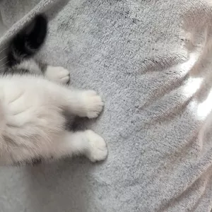 Шотландские котята Scottish Fold/Straight