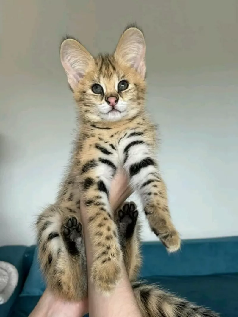 Красивые котята Serval и F1 Savannah доступны для покупки 3