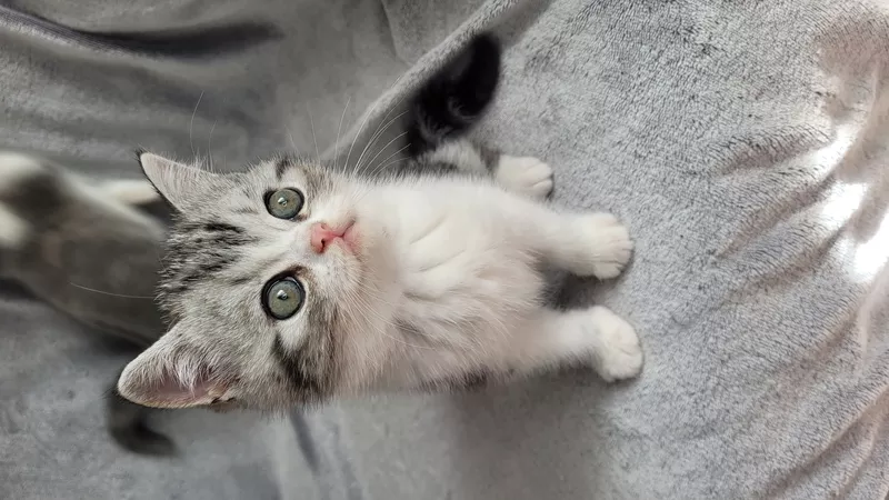 Шотландские котята Scottish Fold/Straight