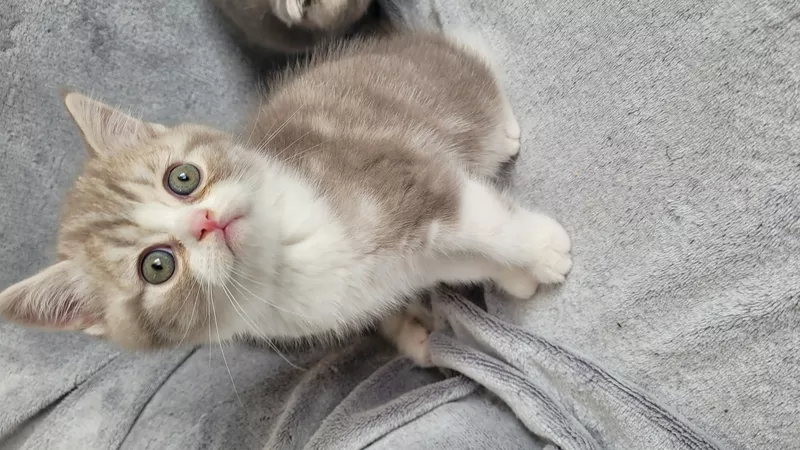 Шотландские котята Scottish Fold/Straight 2