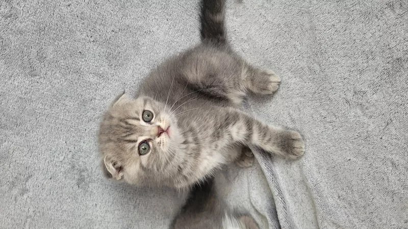 Шотландские котята Scottish Fold/Straight 3