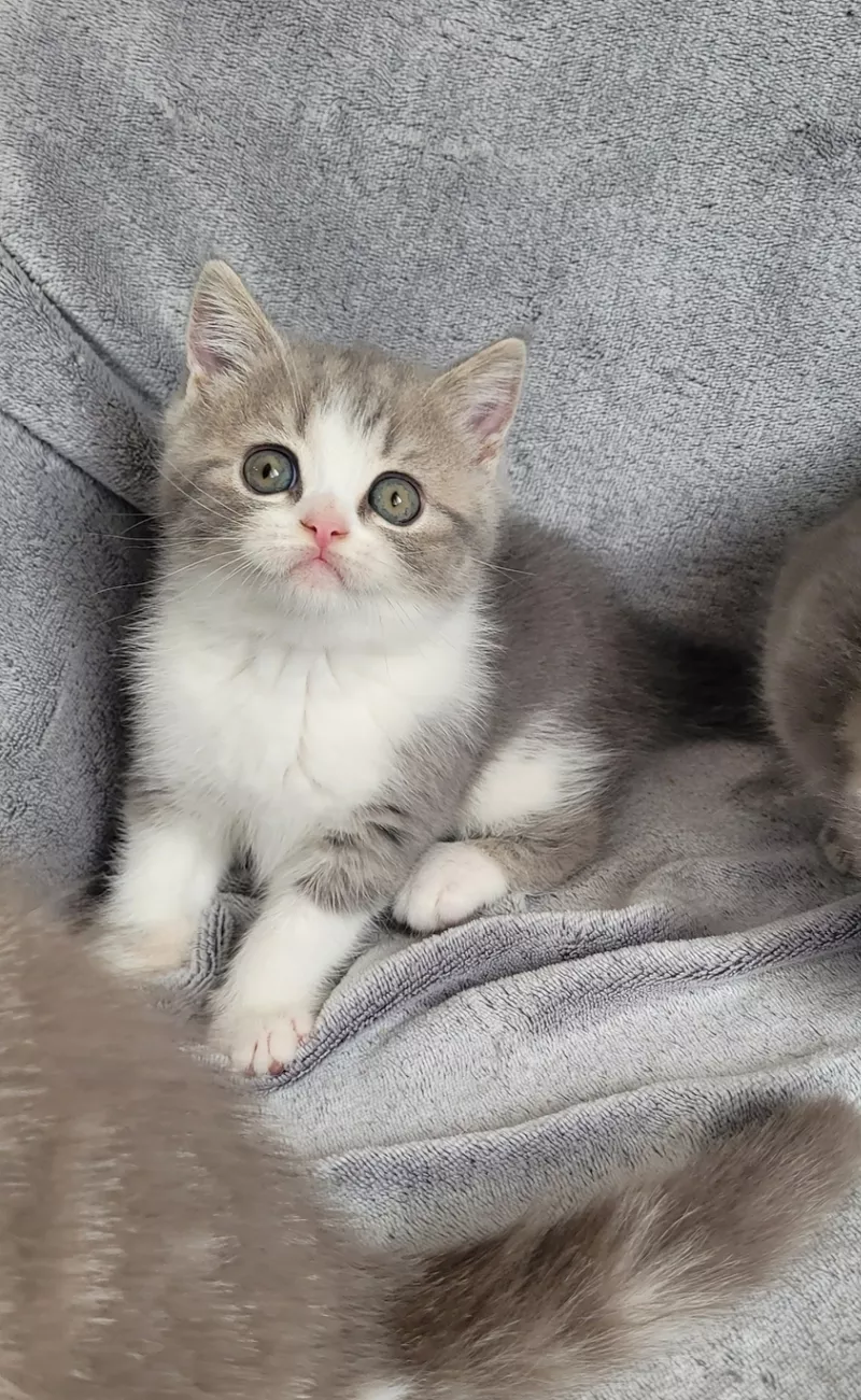 Шотландские котята Scottish Fold/Straight 4