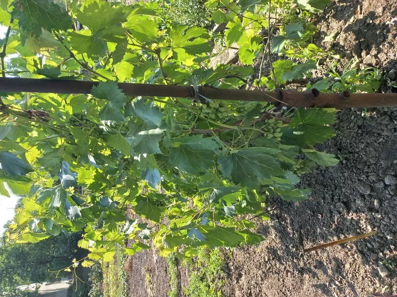 Продам дом в хорошем месте 3